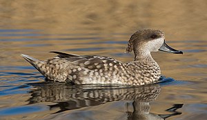 Marmaronetta angustirostris, London Wetland Centre, UK - Diliff.jpg