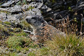 Marmota marmota Tauerntal 20220816 15.jpg