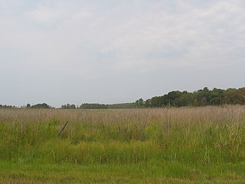 Marshland on Kent Island.jpg