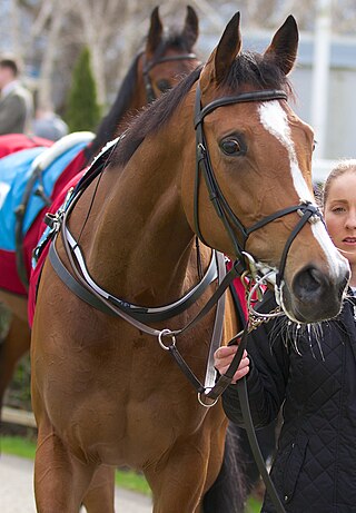 <span class="mw-page-title-main">Marvellous (horse)</span> Irish-bred Thoroughbred racehorse