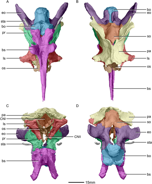 File:Massospondylus braincase BP 1 5241 ventral dorsal anterior posterior.png