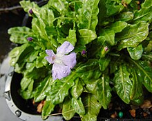 Mazus pumilio with flower.jpg