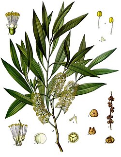 Floranta branĉeto (Koehler's Medicinal-Plants, 1887)