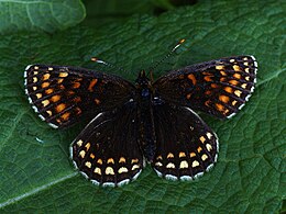 Tamsioji šaškytė (Melitaea diamina)