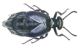 <i>Meloe brevicollis</i> Species of beetle