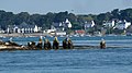 Extrémité nord-ouest des menhirs du cromlech de l'île d'Er Lannic.