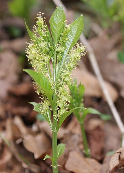 File:Mercurialis perennis kz02.jpg