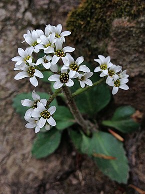 Opis zdjęcia Micranthes virginiensis - Virginia Saxifrage 2.jpg.