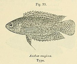 Microctenopoma congicum