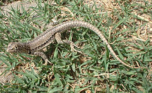 Microlophus thoracicus.jpg