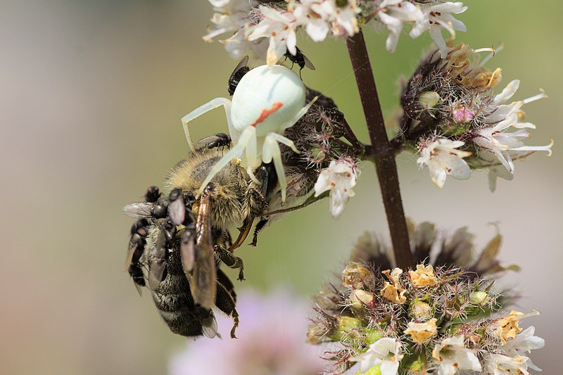 File:Misumena Apis Mentha.jpg