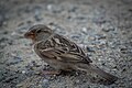 Moineau domestique (Passer domesticus)