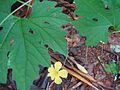 Momordica charantia - flower 02.jpg