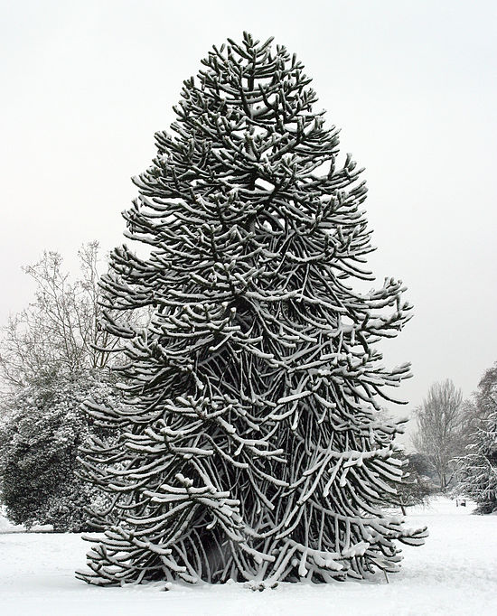 Araucaria araucana, effet de neige