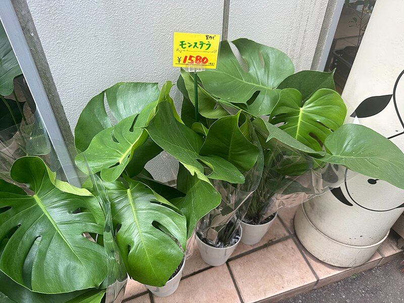 File:Monstera for sale in Japan - 2023 Oct 3.jpeg