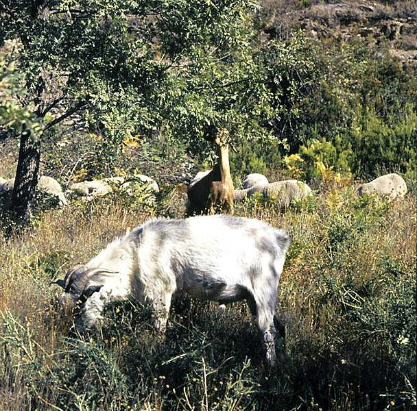 File:Montejo de la Sierra, cabras 2.jpg