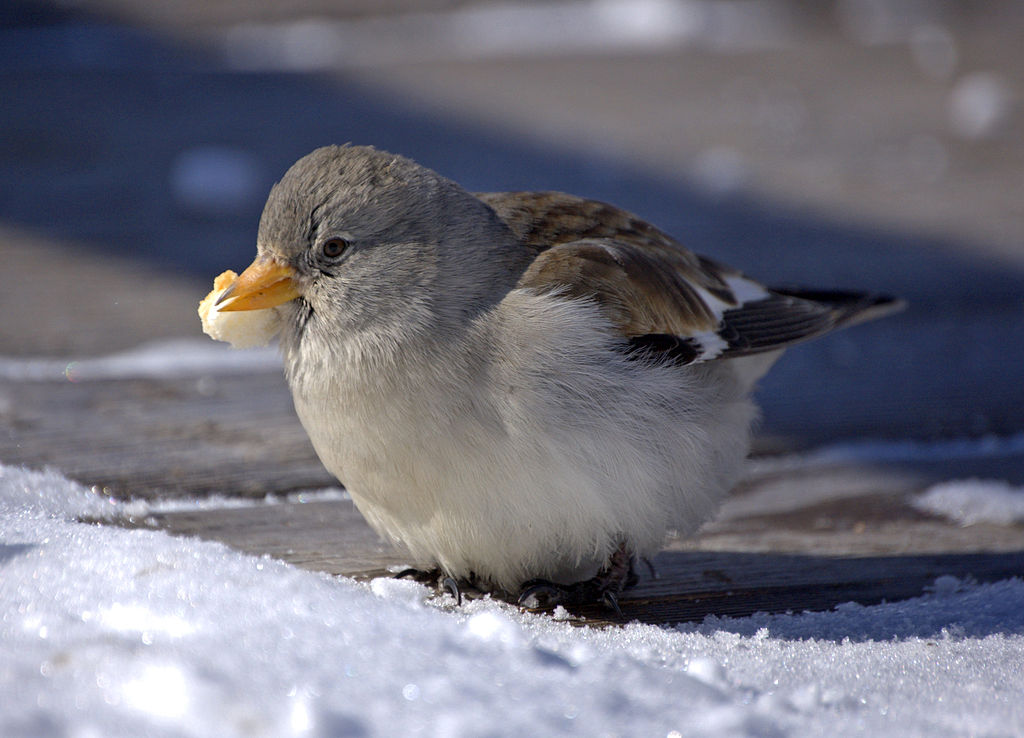 Montifringilla nivalis -Trentino.jpg