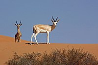 Arabian sand gazelle