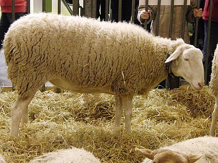 Cừu Caussenarde Garrigues
