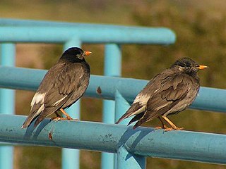 White-cheeked starling Species of bird