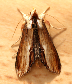 Cuculliinae Subfamily of moths