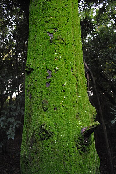 File:Musgos sobre tronco de Cryptomeria japonica.jpg