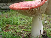 Mushroom Mushroom 6.jpg
