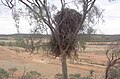 Adlernest in einem Flindersia-Baum