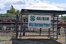 The Wild Mustang Project in Idaho is a project of 4-H and BLM to help increase adoption rates of mustangs. My Public Lands Roadtrip- Idaho 4H-Wild Horse and Burro Partnership (18616217428).jpg