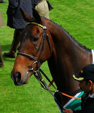 <span class="mw-page-title-main">My Tent Or Yours</span> Irish-bred Thoroughbred racehorse