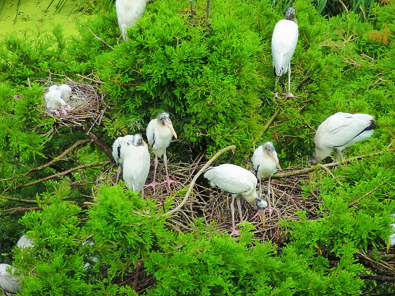 File:Mycteria americana -Harris Neck National Wildlife Refuge, Georgia, USA -nests-8.jpg