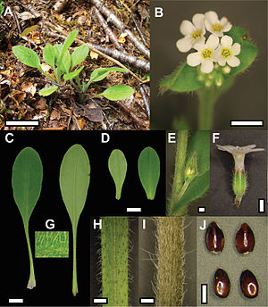 Myosotis mooreana in situ and close-up view of vegetative and reproductive structures.jpeg