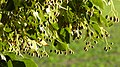 The branch of a lime tree with fruits in 2019