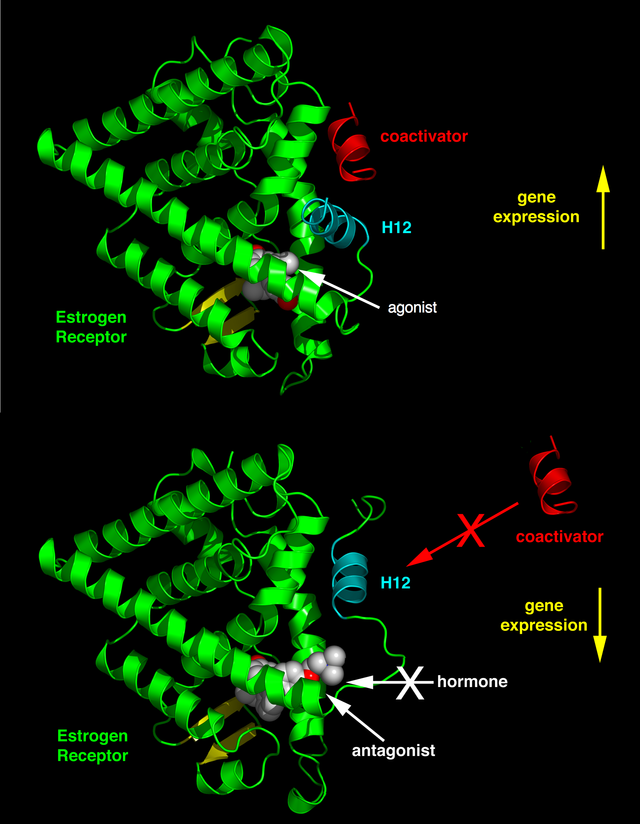 RAR-related orphan receptor alpha - Wikipedia