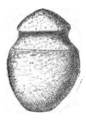 Fig. 5. – 1/3 Gr. Hache de la Guadeloupe.
