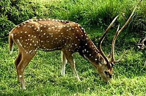 Chital