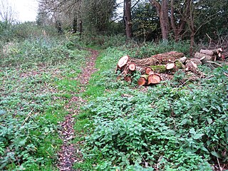 Narborough Bog