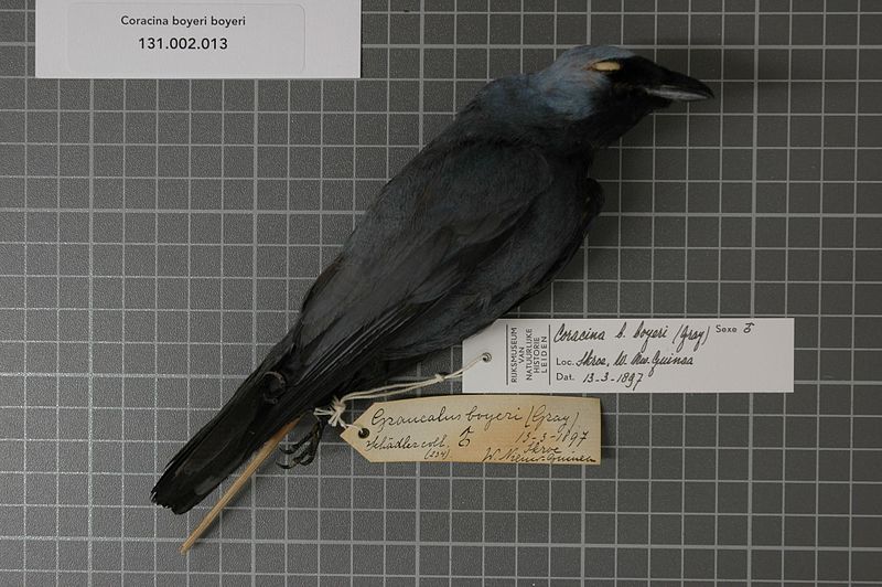 File:Naturalis Biodiversity Center - RMNH.AVES.123478 1 - Coracina boyeri boyeri (Gray, 1846) - Campephagidae - bird skin specimen.jpeg