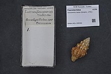 Naturalis bioxilma-xillik markazi - RMNH.MOL.209392 - Leucozonia rudis (Reeve, 1847) - Fasciolariidae - Mollusc shell.jpeg