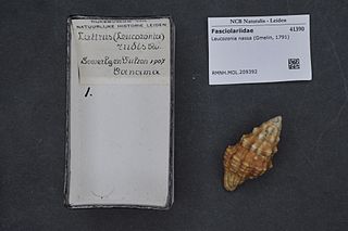 <i>Leucozonia rudis</i> Species of gastropod