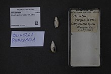 Naturalis биоалуантүрлілік орталығы - RMNH.MOL.211814 - Olivella pedroana (Конрад, 1856) - Olivellidae - Mollusc shell.jpeg