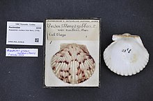 Naturalis Biyoçeşitlilik Merkezi - RMNH.MOL.323618 - Argopecten çekirdeği (Von Born, 1778) - Pectinidae - Mollusc shell.jpeg