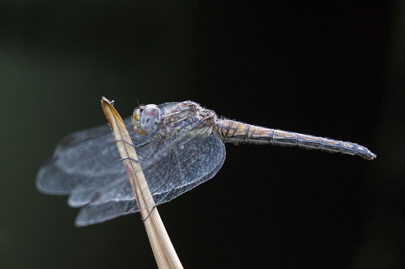 File:Navy dropwing (Trithemis furva) female.jpg