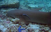 Close-up portrait of a living Nebrius nurse shark Nebrius ferrugineus cropped.jpg