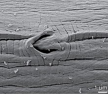 Záběr z elektronového mikroskopu na vylučovací otvor hlístice; je patrný jako klínovitá štěrbina
