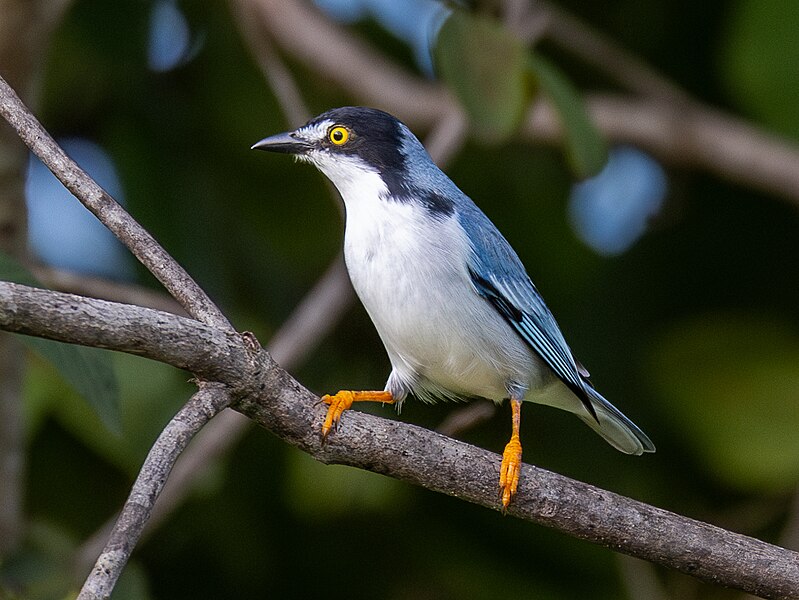 File:Nemosia pileata Hooded Tanager (male), São Domingos, Goiás, Brazil.jpg