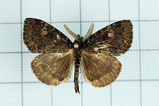 <i>Ilema</i> Genus of moths