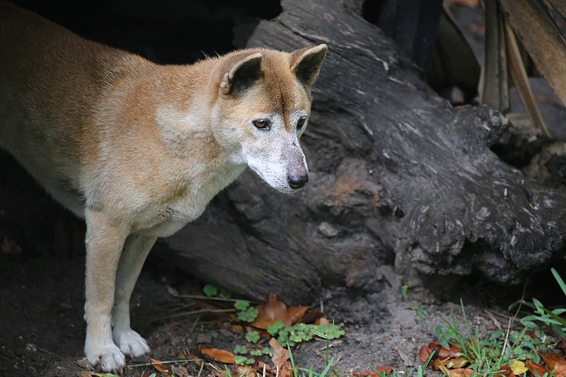 File:Neolithic Dog.jpg