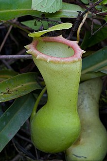 Kanne von Nepenthes ventricosa