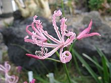 Nerine humilis1.jpg